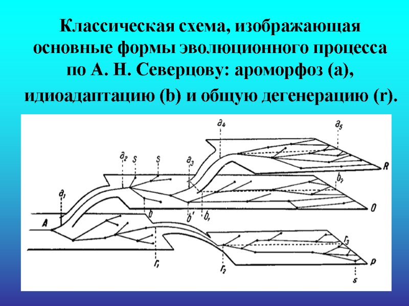 Классическая схема, изображающая основные формы эволюционного процесса по А. Н. Северцову: ароморфоз (a), идиоадаптацию